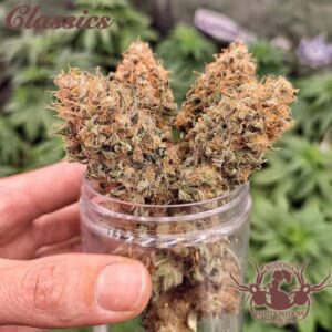 White Widow