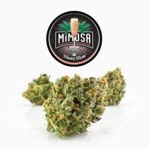 Mimosa Strain