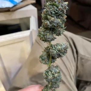 Pineapple Express Strain
