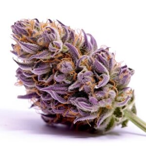 Punch Purple