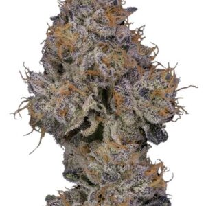 Sherbanger Weed Strain